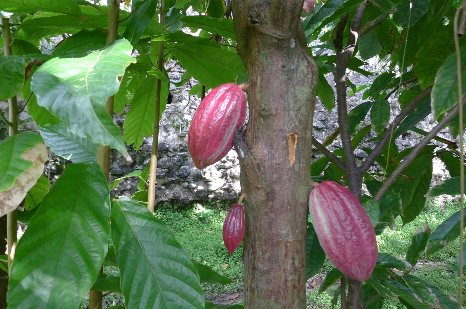2-cocoa-pods