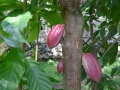 2-cocoa-pods